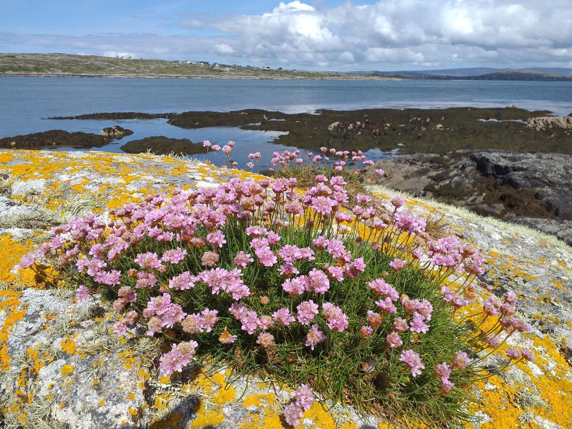 Connemara Lake View Apartment Camus Eighter Eksteriør bilde